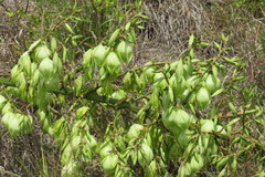 Yucca constricta