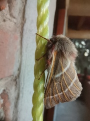 Hemileuca rubridorsa