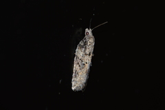 Acleris fuscana