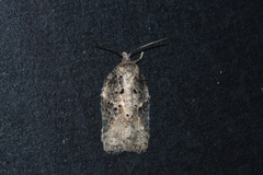 Acleris fuscana