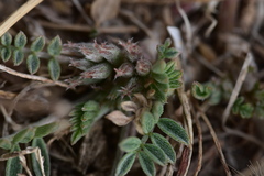 Astragalus scaberrimus