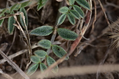 Astragalus scaberrimus