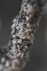 Eriococcus lagerstroemiae