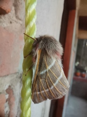 Hemileuca rubridorsa