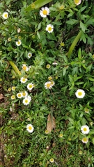 Erigeron karvinskianus image