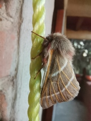 Hemileuca rubridorsa