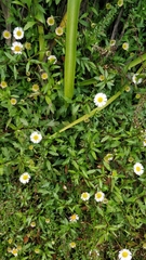 Erigeron karvinskianus image