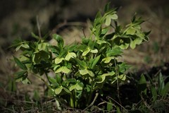 Helleborus viridis viridis