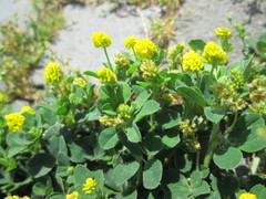 Medicago lupulina