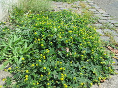 Medicago lupulina