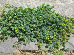 Medicago lupulina
