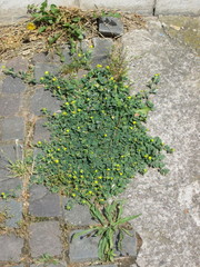 Medicago lupulina