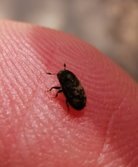 Coleoptera