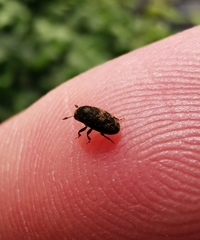 Coleoptera