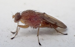 Suillia quinquepunctata