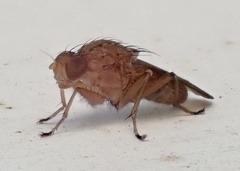 Suillia quinquepunctata