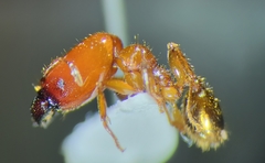 Pheidole absurda