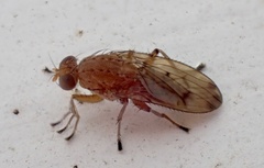 Suillia quinquepunctata