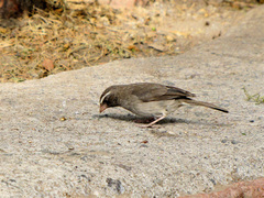 Crithagra tristriata