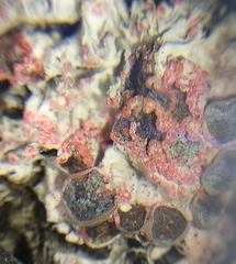 Marchandiomyces corallinus