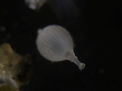 Lagena striata