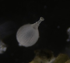 Lagena striata