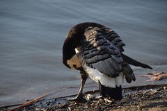 Branta leucopsis