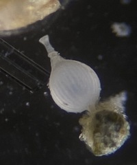 Lagena striata
