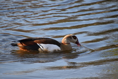 Alopochen aegyptiaca