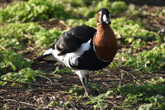 Branta ruficollis