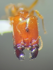Pheidole absurda