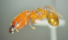Pheidole absurda
