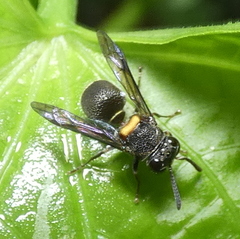 Brachygastra scutellaris