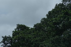 Ficus natalensis