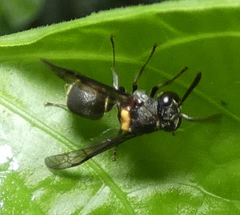 Brachygastra scutellaris