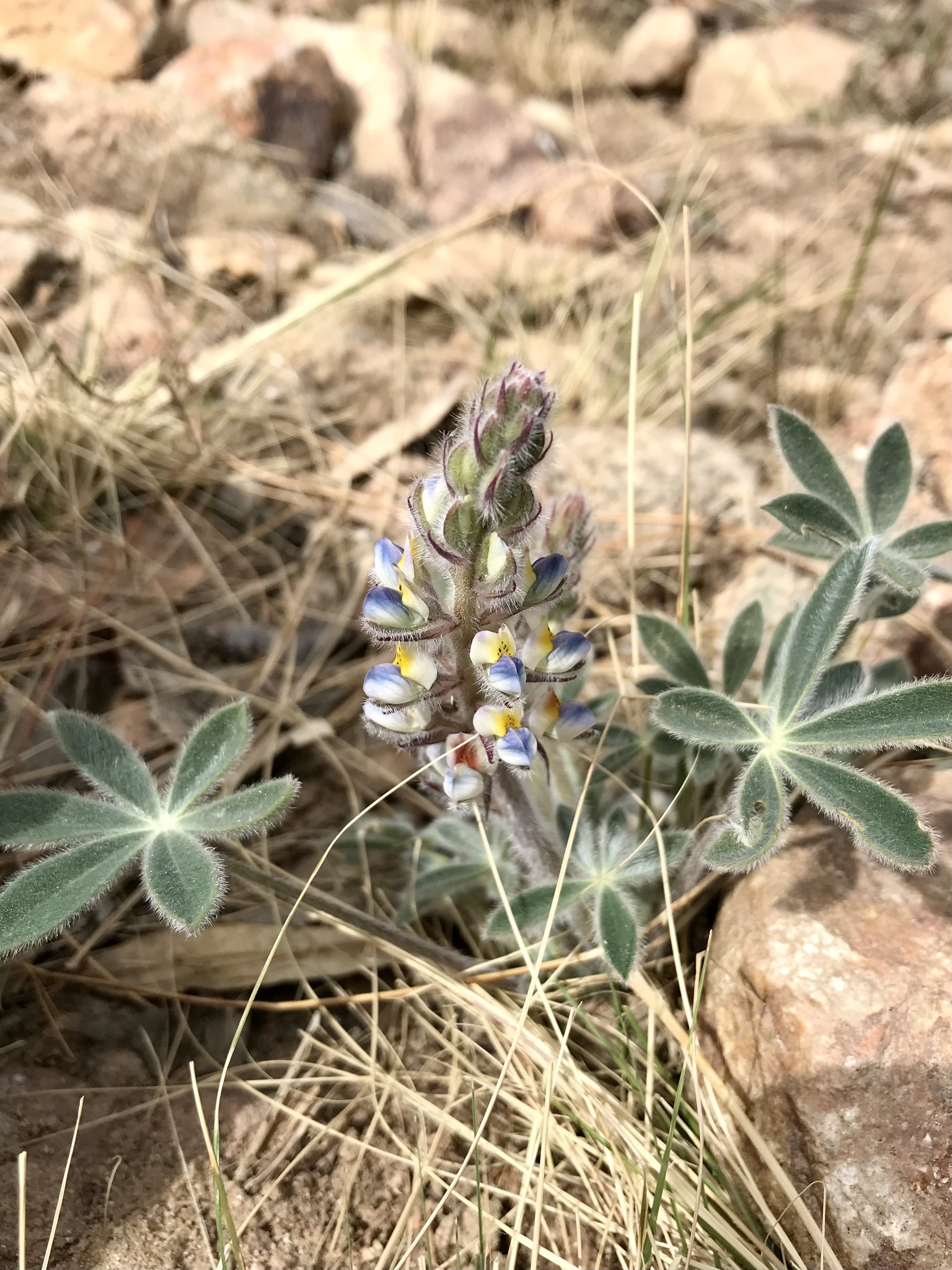 Lupinus huachucanus
