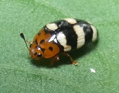 Mycotretus