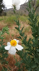 Romneya coulteri
