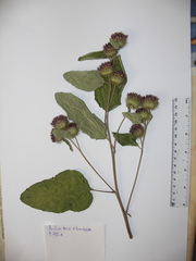 Arctium × mixtum
