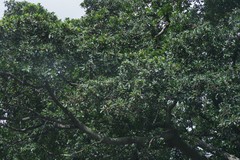 Ficus natalensis