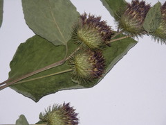 Arctium × mixtum