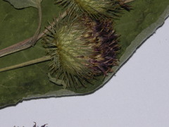 Arctium × mixtum