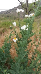 Romneya coulteri