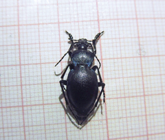 Carabus convexus