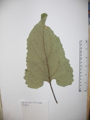 Arctium × mixtum