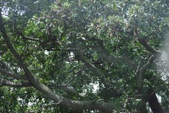 Ficus natalensis
