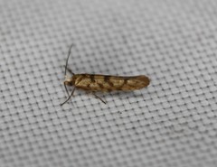 Argyresthia alternatella