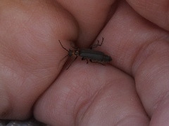 Cyrtomoptera divisa