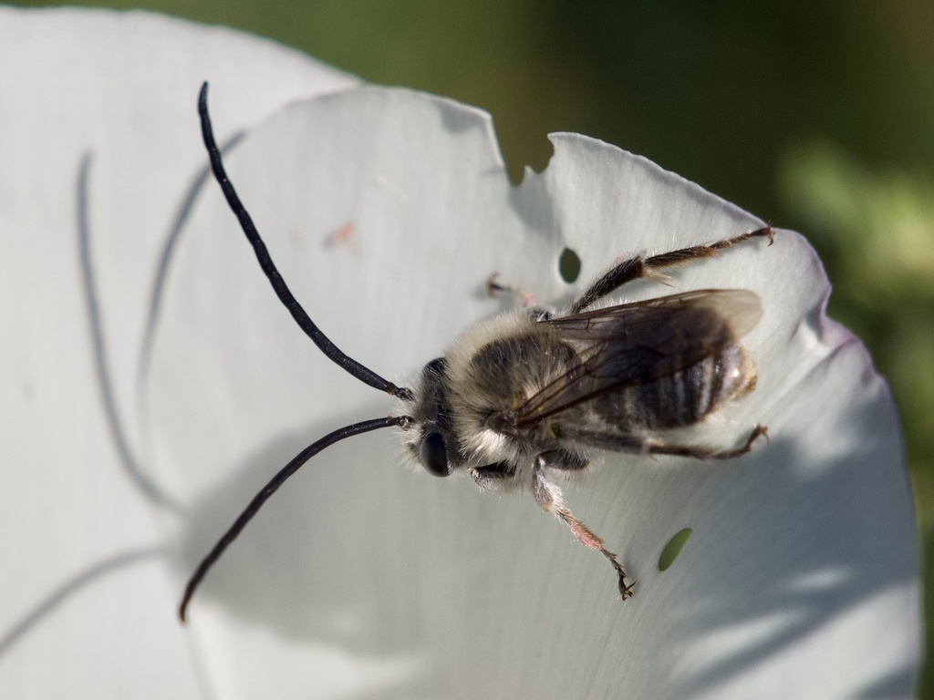 Davidson's Longhorn Bee