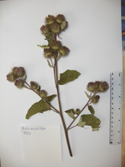 Arctium × nothum